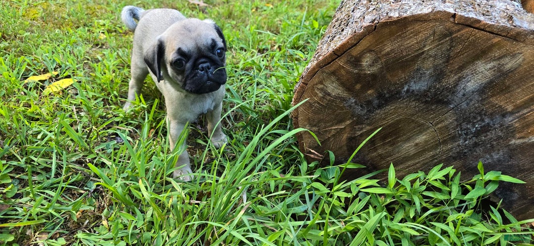 Pug dogs for sale: Dwight - Ad 7