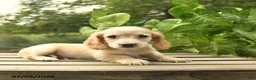 Miniature Dachshund dogs for sale: Max - Ad 5