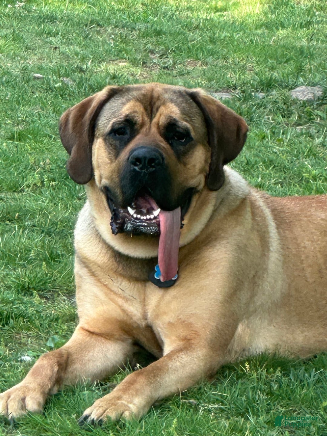 Gallery Image {{count}}