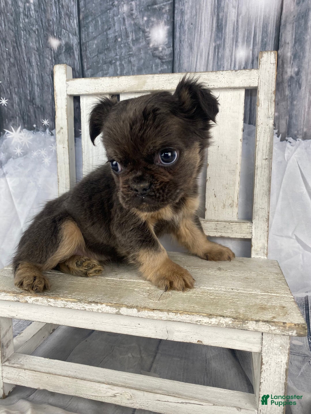 French Bulldog dogs for sale: Laken - Ad 6