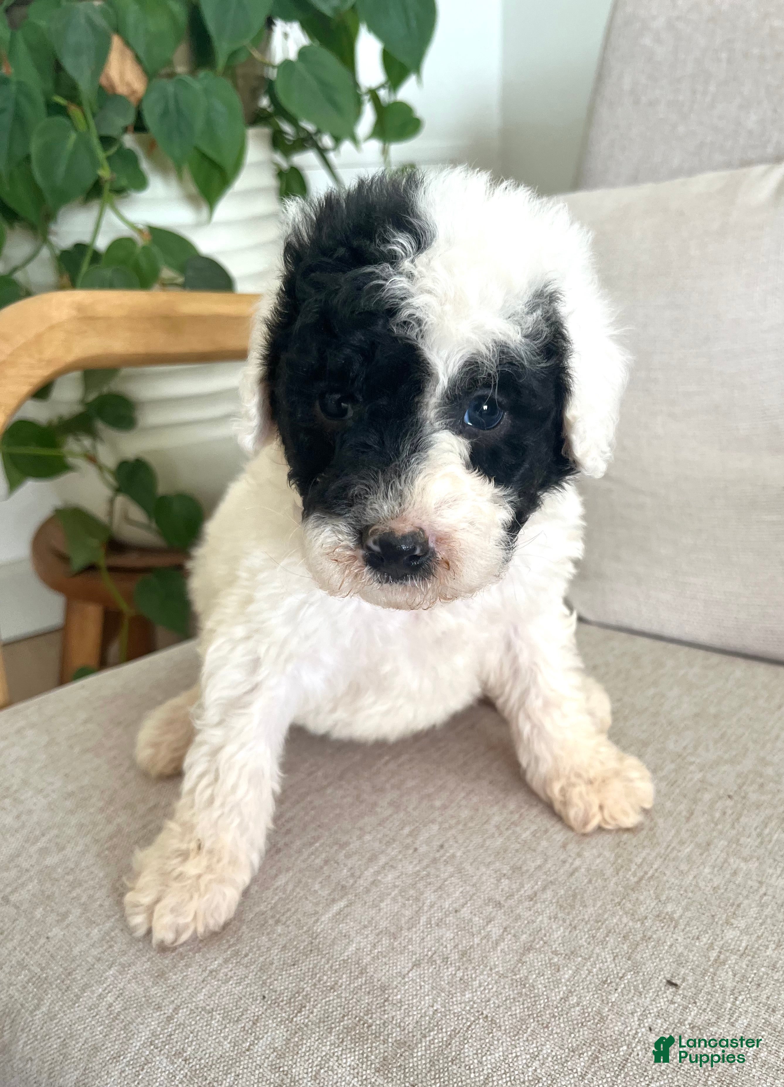 Mixed Breed dogs Ranger - Ad 1