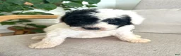 Mixed Breed dogs for sale: Ranger - Ad 1