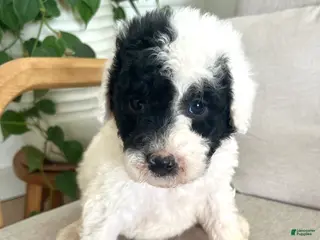 Mixed Breed dogs for sale: Ranger - Ad 4