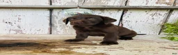 Labrador Retriever dogs for sale: Sutton - Ad 4