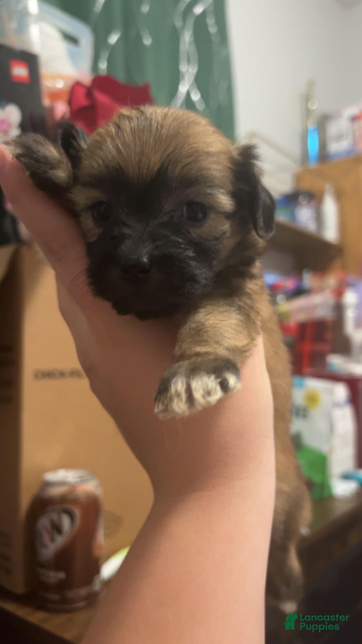 Mixed Breed dogs Ginger - Ad 1