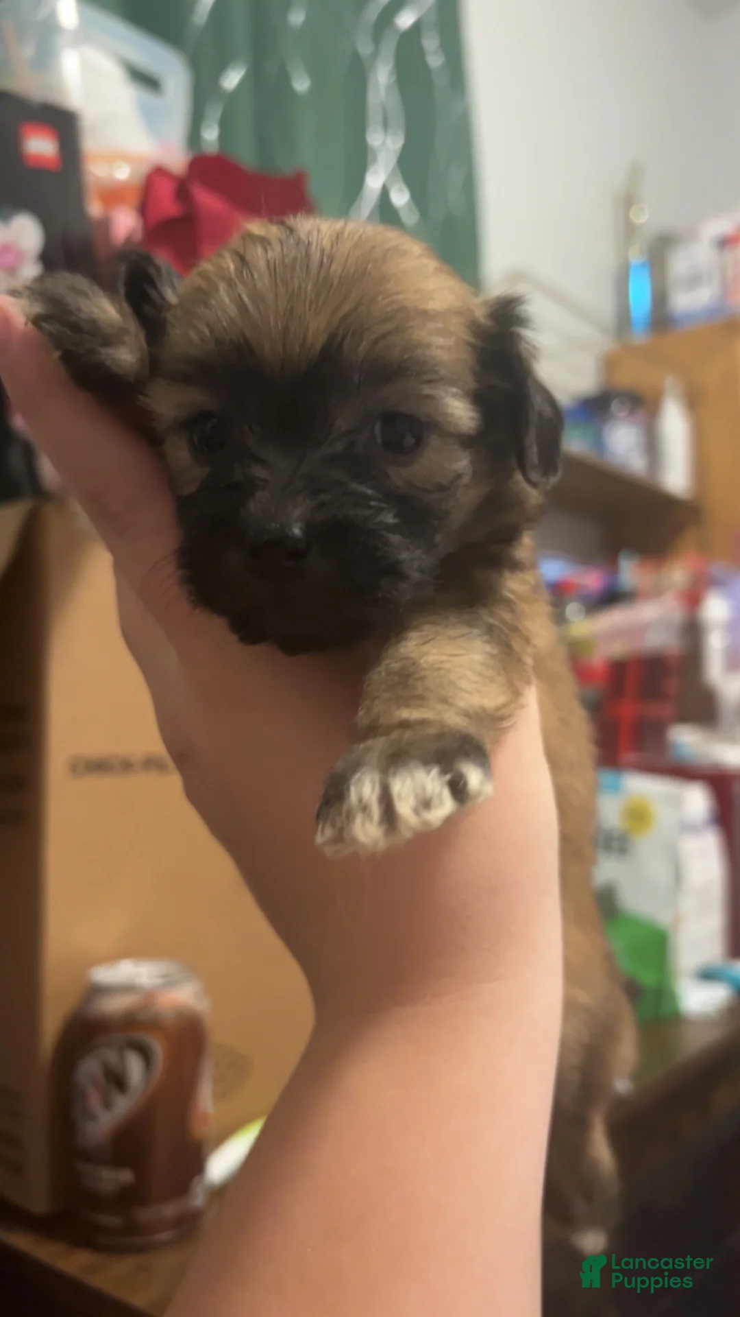 Mixed Breed dogs for sale: Ginger - Ad 1