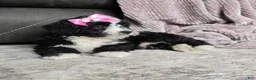 Mini Bernedoodle dogs for sale: Mini Wendy - Ad 20