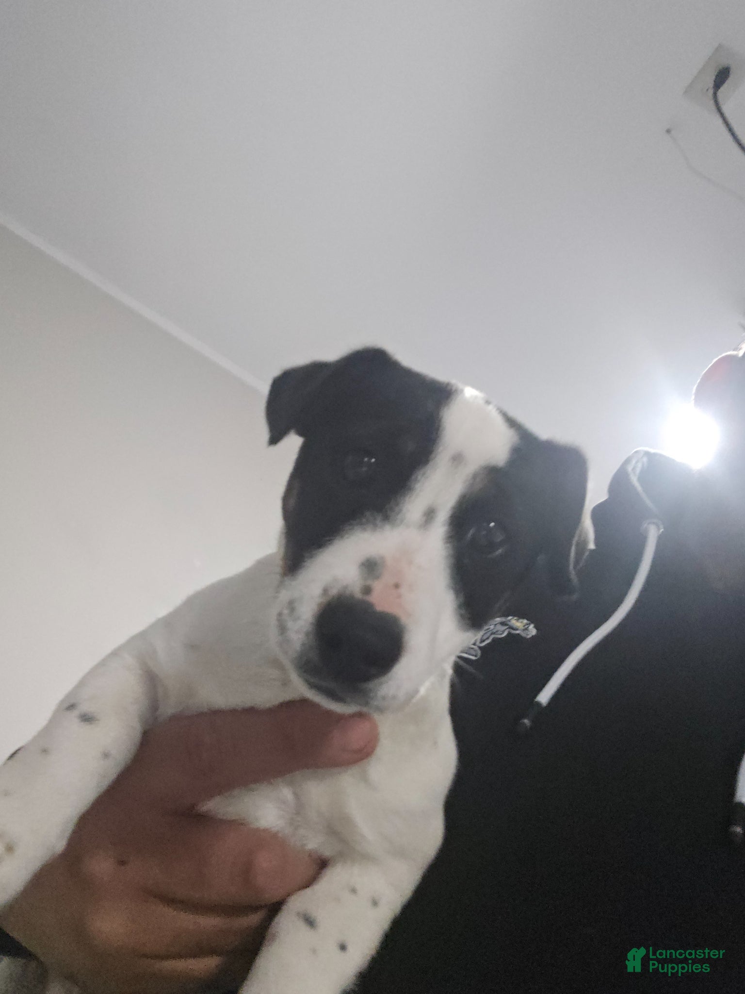 Jack Russell Terrier dogs Jack Russell Terrier Puppy 1 - Ad 2