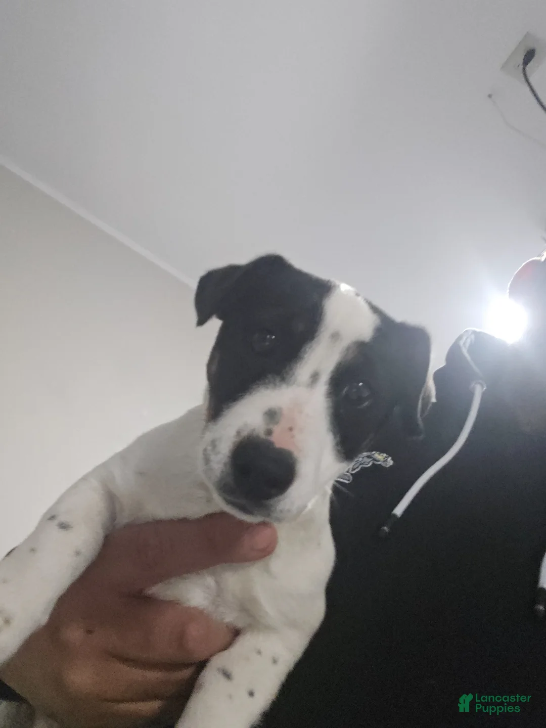 Jack Russell Terrier dogs for sale: Jack Russell Terrier Puppy 1 - Ad 2