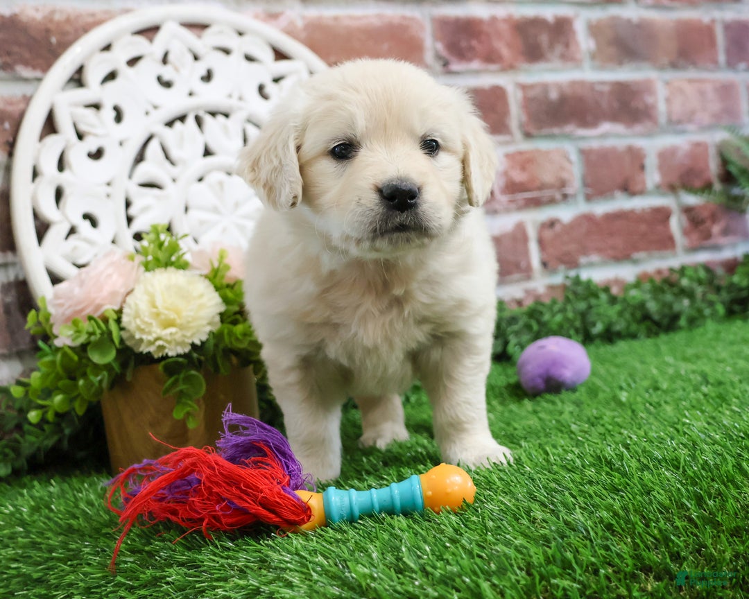 Golden Retriever dogs for sale: Chloe - Ad 9