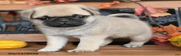 Pug dogs for sale: Blaze - Ad 2