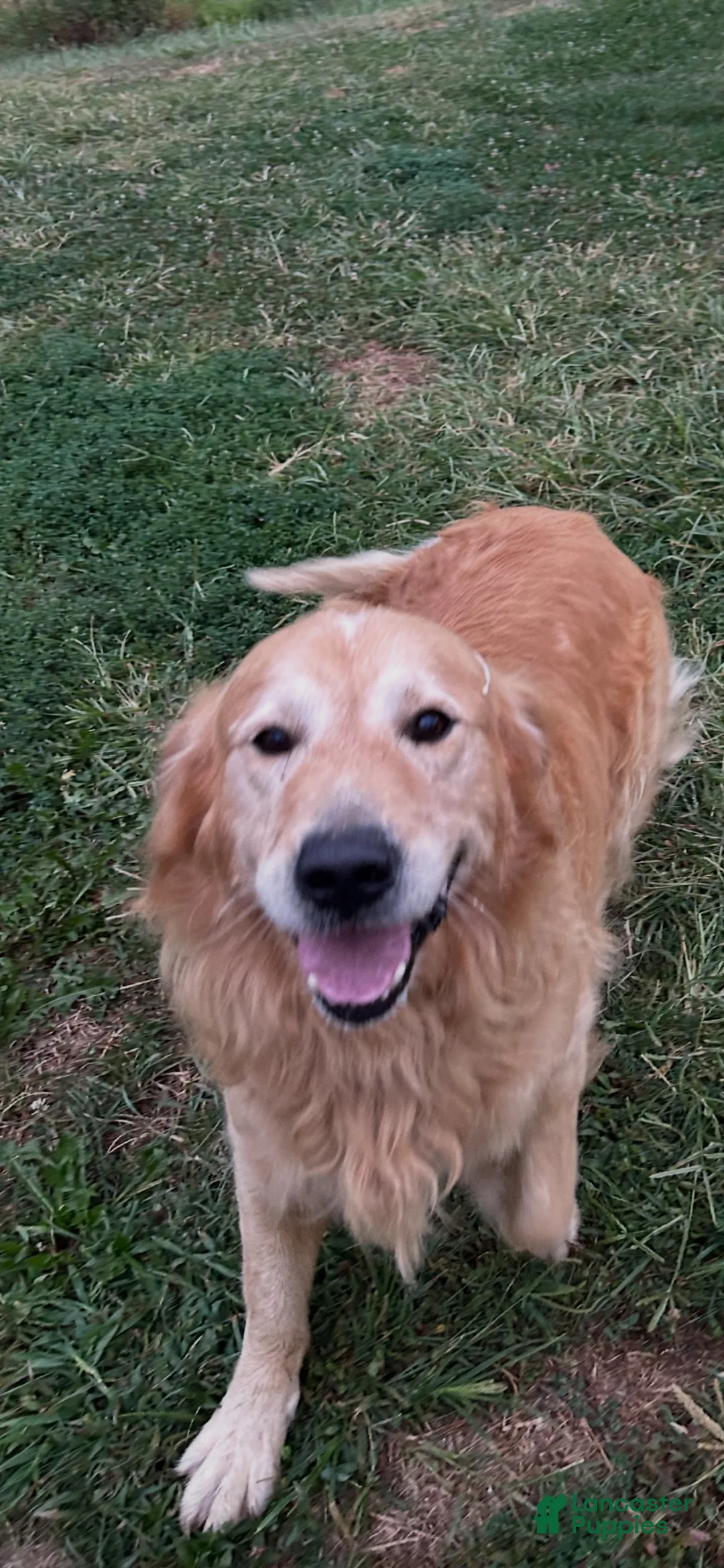 Golden Retriever dogs for sale: Male Golden Retriever 1 - Ad 3