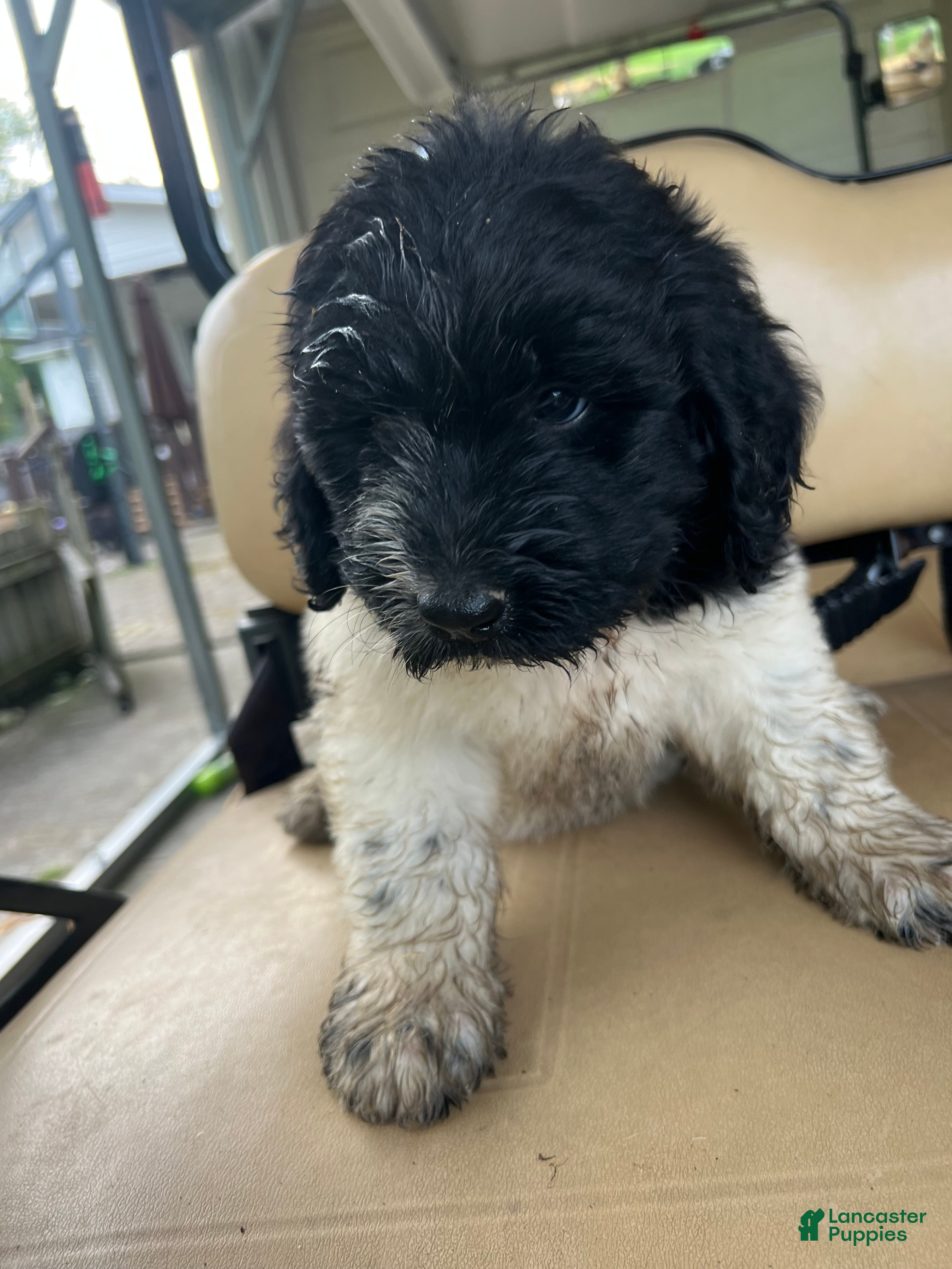 Newfypoo dogs Newfypoo 2 - Ad 2