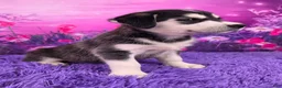 Goberian dogs for sale: Opal - Ad 2