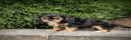 Cavalier King Charles Spaniel dogs for sale: Zane - Ad 5