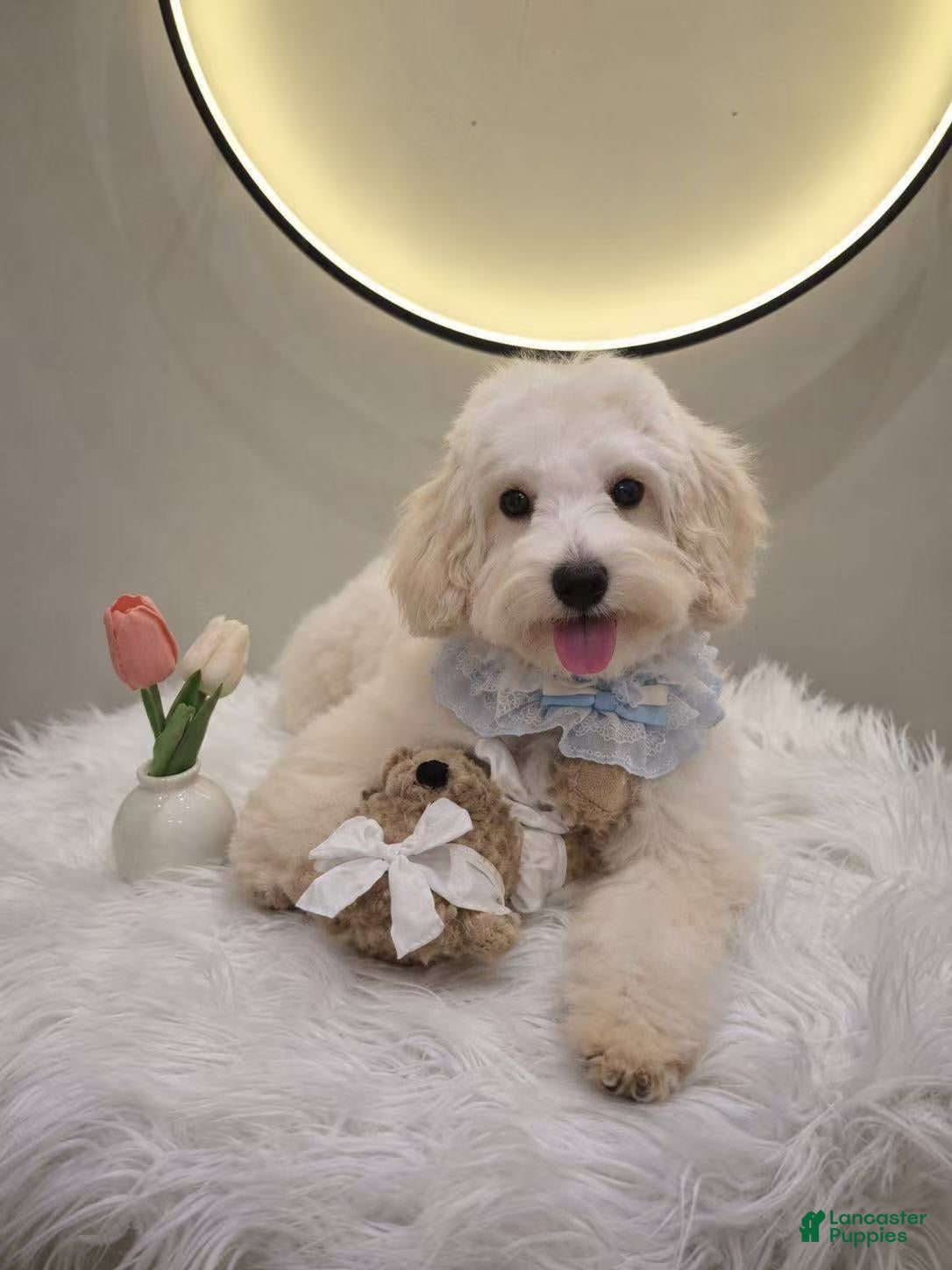 Maltipoo dogs Milo - Ad 2