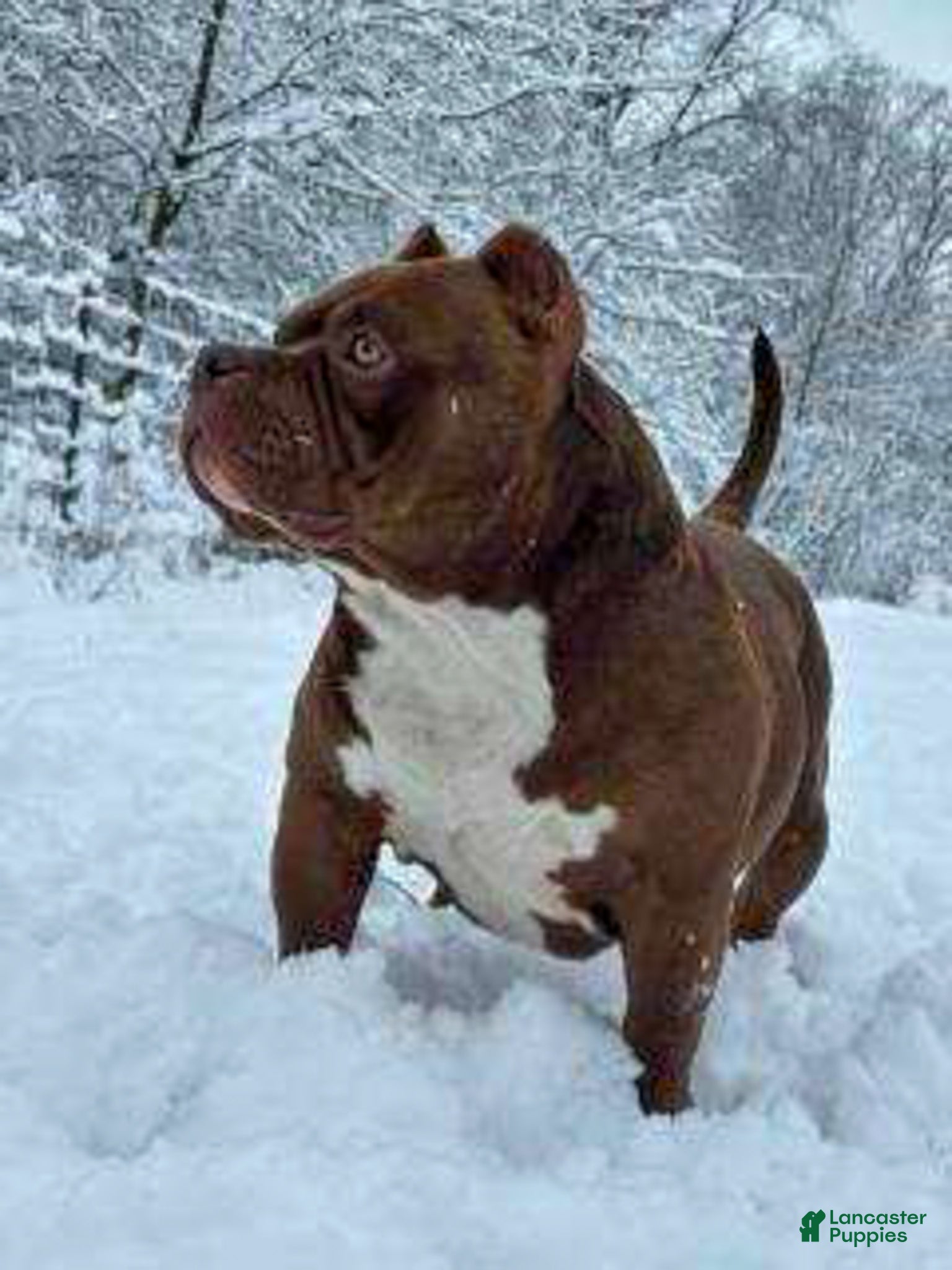 American Bully dogs Stoney - Ad 2