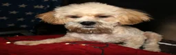 Shihpoo dogs for sale: Luke - Ad 3