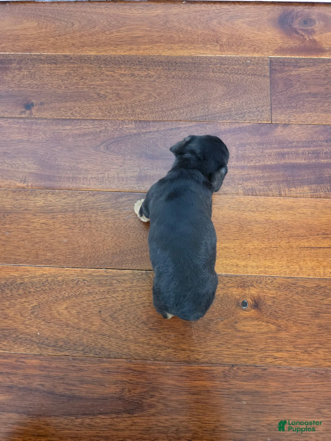 Miniature Dachshund dogs for sale: Kim  - Ad 2