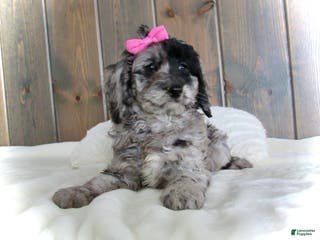 Mini Goldendoodle dogs Ellie - Ad 36