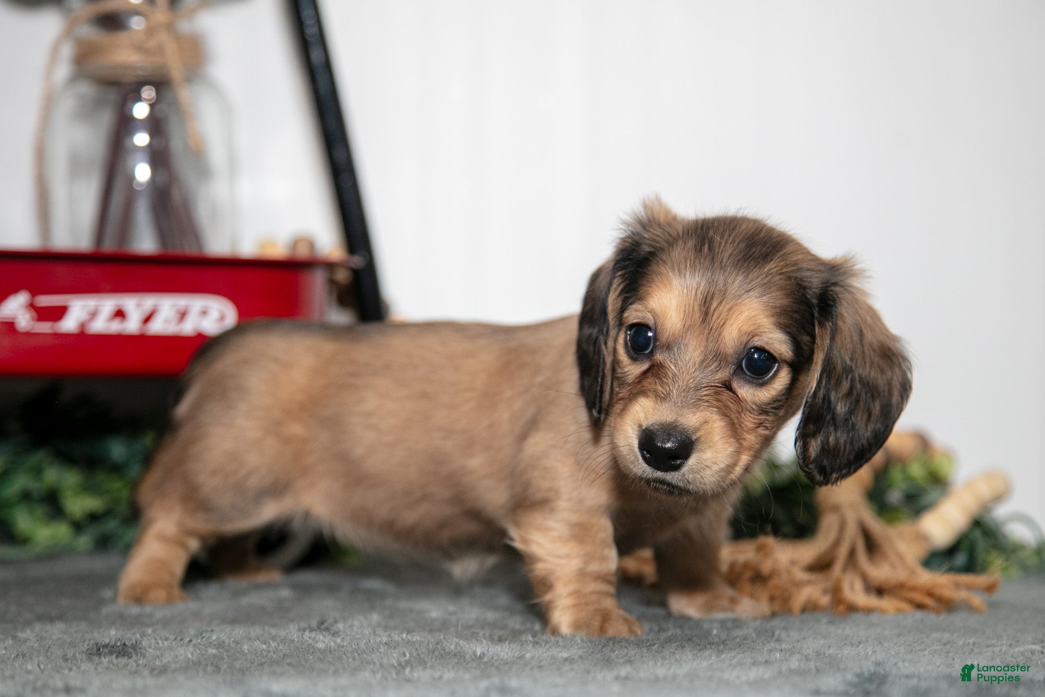 Miniature Dachshund dogs Penny - Ad 1