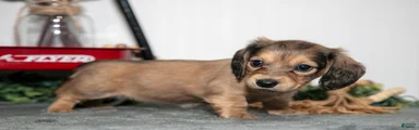 Penny