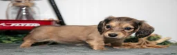 Miniature Dachshund dogs for sale: Penny - Ad 1