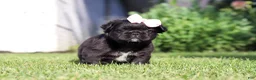 French Bulldog dogs for sale: Regina - Ad 3