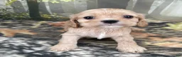 Cockalier dogs for sale: Cockalier 2 - Ad 4