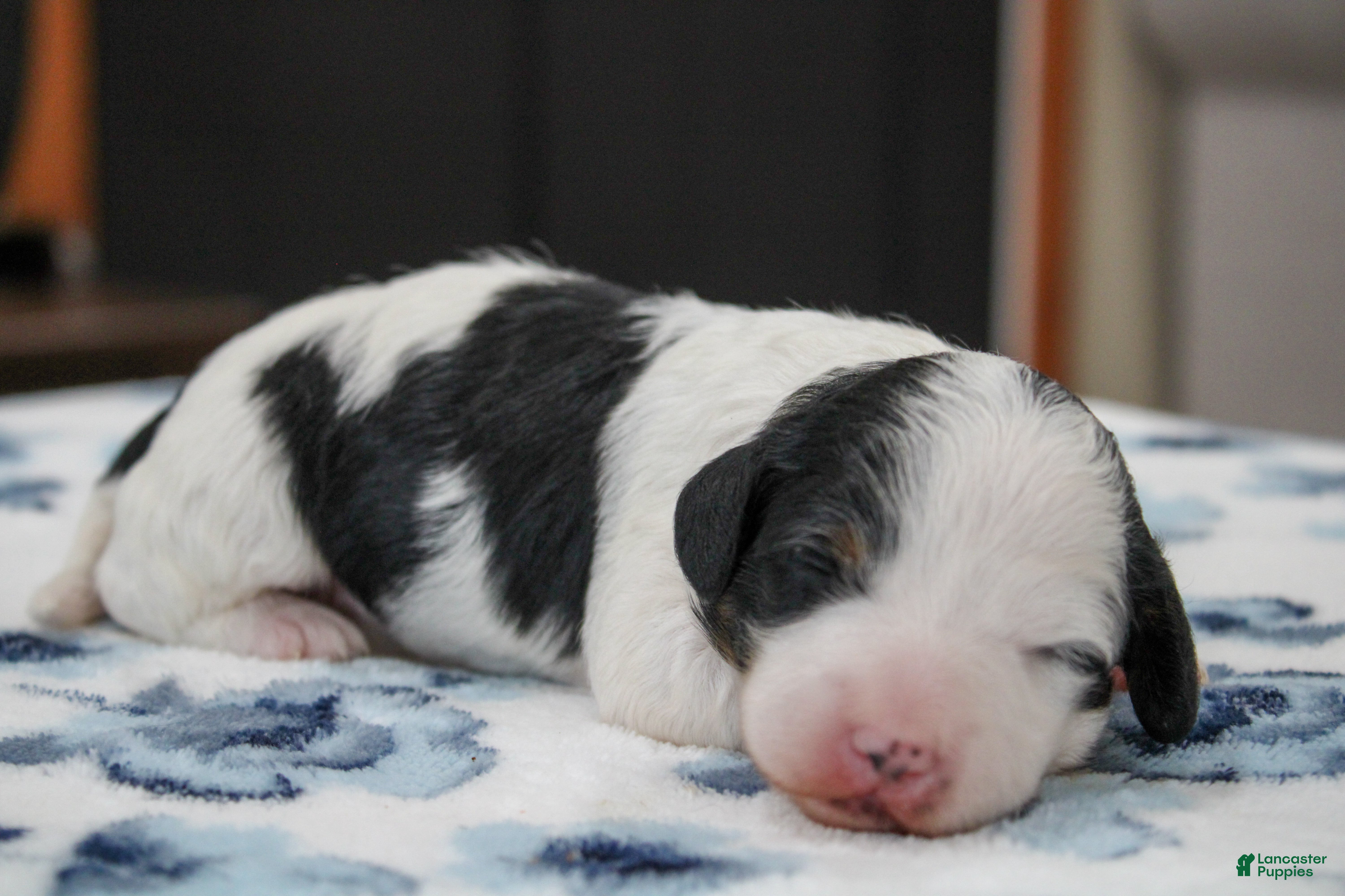 Mini Bernedoodle dogs Teagan - Ad 1