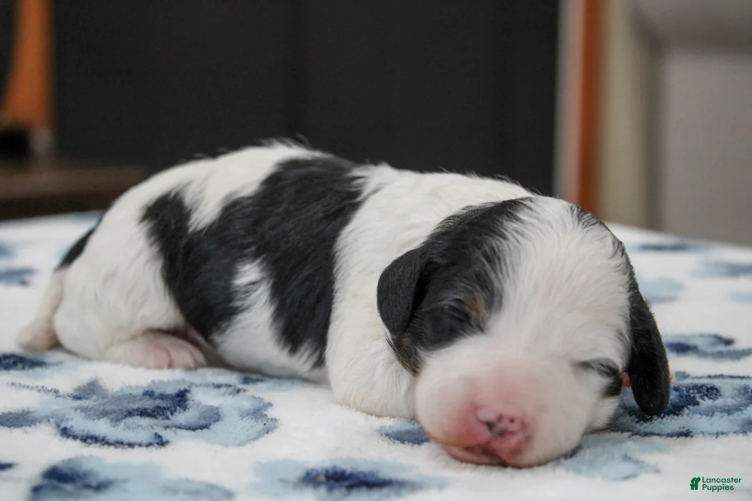 Mini Bernedoodle dogs for sale: Teagan - Ad 1