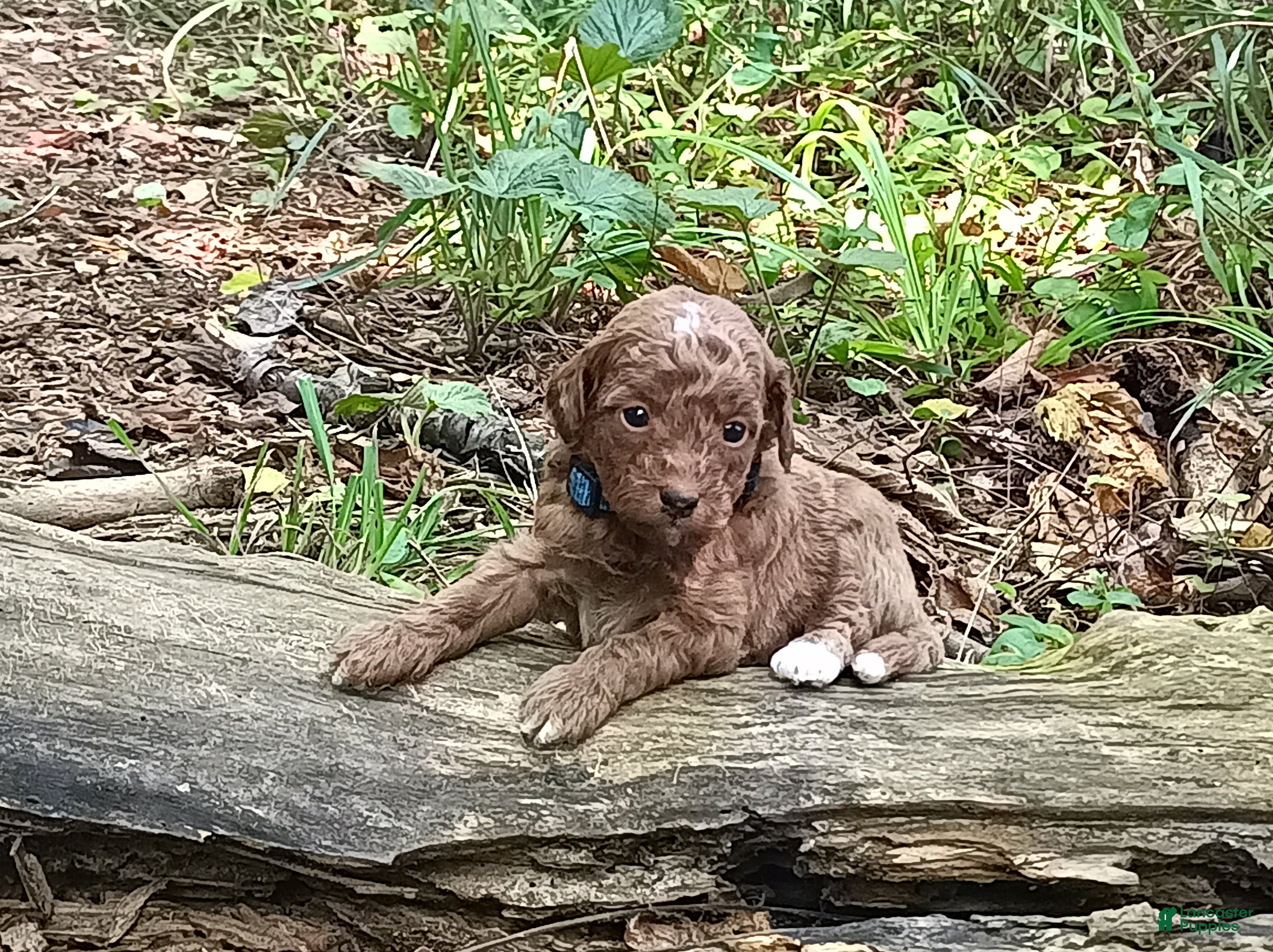 Miniature Poodle dogs for sale: Oliver - Ad 4