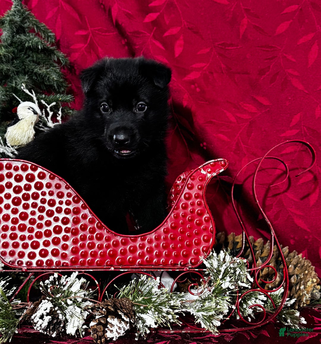 German Shepherd dogs for sale: Durango - Ad 2