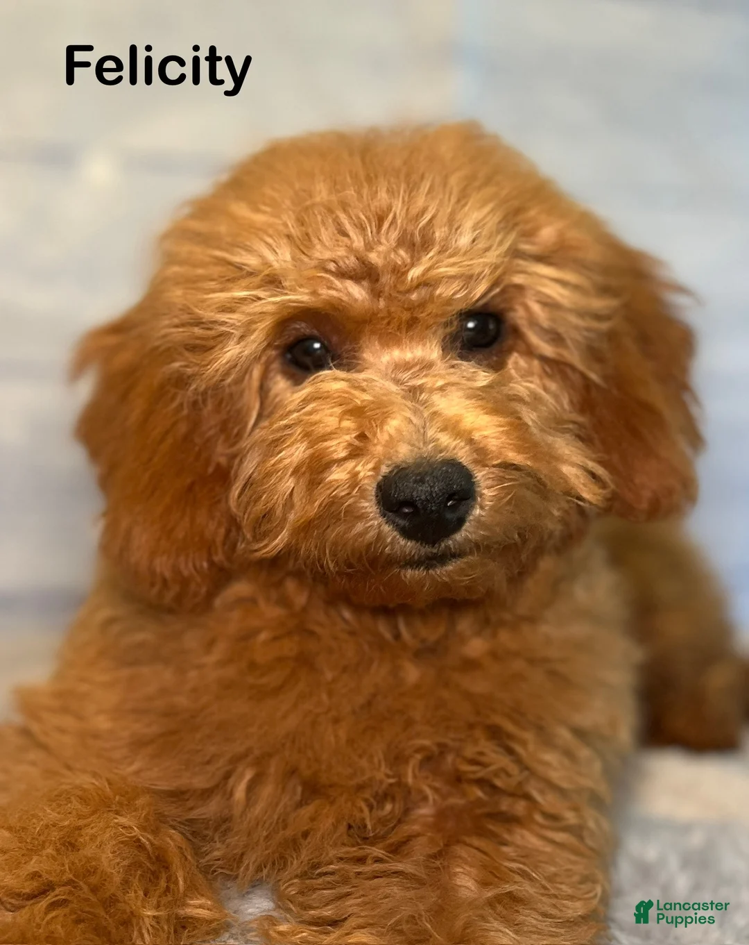 Mini Goldendoodle dogs for sale: Felicity - Ad 1