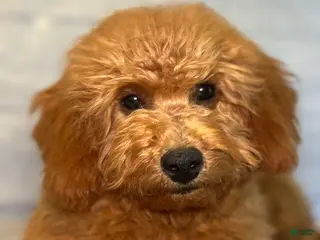 Mini Goldendoodle dogs Felicity - Ad 15