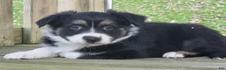 Australian Shepherd dogs for sale: Luke - Ad 2