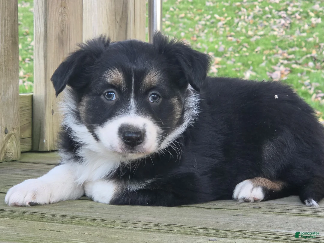 Australian Shepherd dogs for sale: Luke - Ad 2