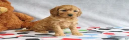 Mini Goldendoodle dogs for sale: Annie - Ad 4