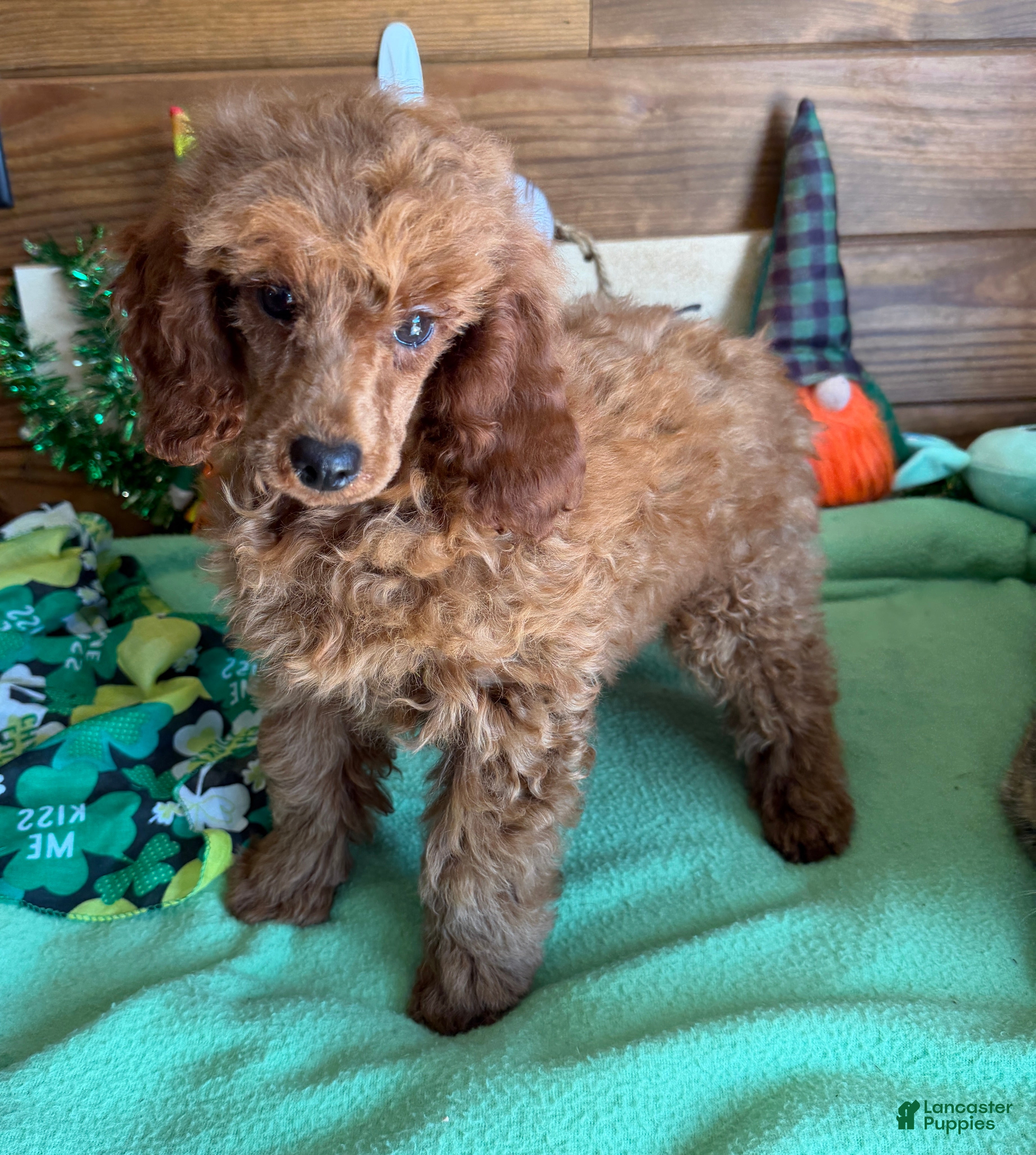Toy Poodle dogs Prissy - Ad 34