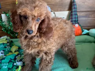 Toy Poodle dogs Prissy - Ad 34