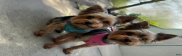 Yorkshire Terrier dogs for sale: Jakey- TEACUP who is also Potty and Crate Trained  - Ad 6