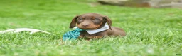 Doberman Pinscher dogs for sale:  Dexter (Red Rust)🐶 - Ad 6