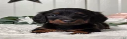 Miniature Dachshund dogs for sale: Jasper - Ad 2