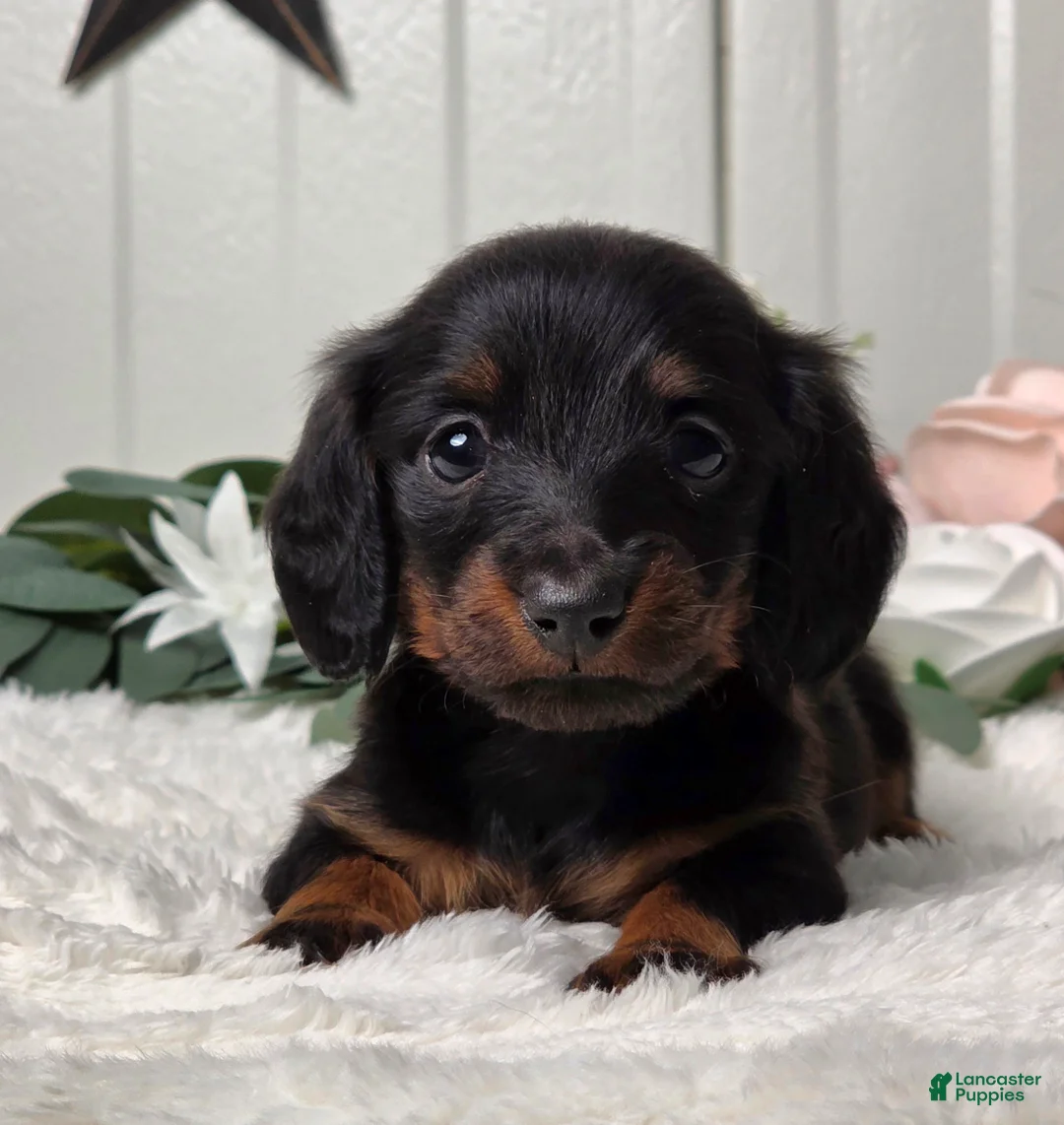 Miniature Dachshund dogs for sale: Jasper - Ad 2