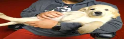 Golden Retriever dogs for sale: Golden Retriever 4 - Ad 5