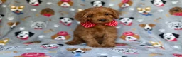 Cavapoo dogs for sale: Meeko - Ad 3