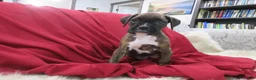 Boxer dogs for sale: Forrest - Ad 4