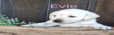 Evie Labrador Retriever 6
