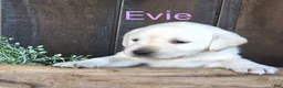 Labrador Retriever dogs for sale: Evie Labrador Retriever 6 - Ad 1