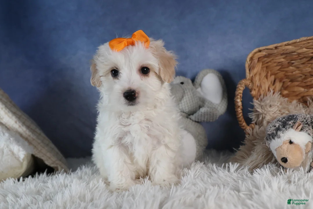 Havapoo dogs for sale: FROSTY - Ad 2